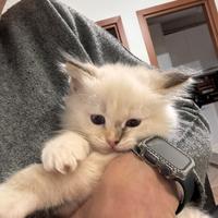 Cucciola di Ragdoll con pedigree