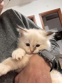 Cucciola di Ragdoll con pedigree