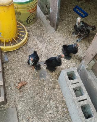 Gallo e gallina faverolles e cocincina nana