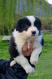 Border collie