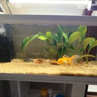 acquario 90 litri 