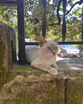 Gatto - cucciolo Blue Point Tabby