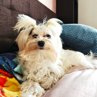 Femmina maltese per accoppiamento