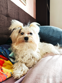 Femmina maltese per accoppiamento