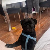 Animali