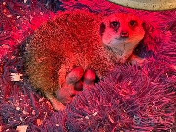 Cuccioli baby suricato