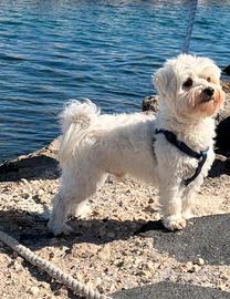Maltese maschio disponibile per monta