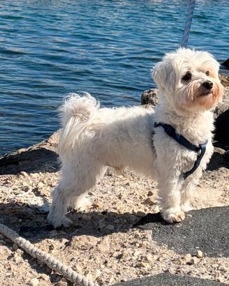 Maltese maschio disponibile per monta