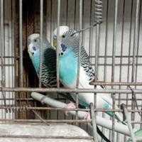 Cocorite