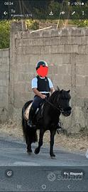 Vendita Pony Shetland