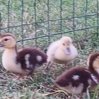 Anatre mute vari colori