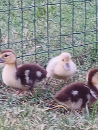 Anatre mute vari colori