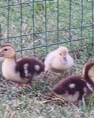 Anatre mute vari colori