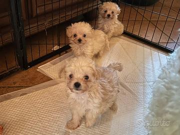 Cuccioli Maltipoo