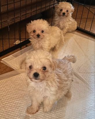 Cuccioli Maltipoo