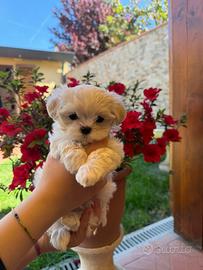 Maltesi coreani disponibili da subito