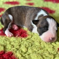 American staffordshire terrier