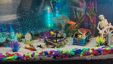 Pesci acquario