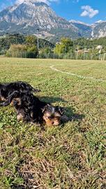 Cuccioli Yorkshire Terrier
