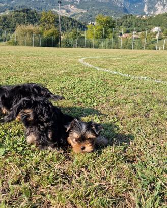 Cuccioli Yorkshire Terrier