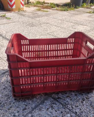 Cassette raccogli frutta