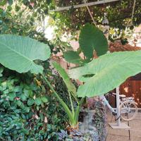 piante