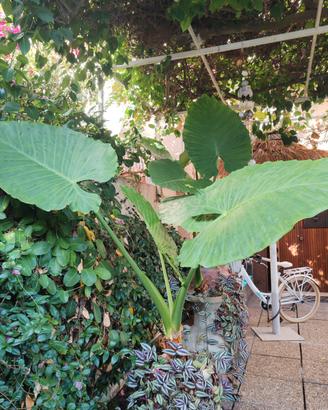 piante
