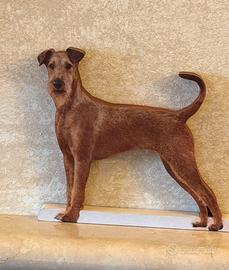 Ireland Terrier in legno - soprammobile