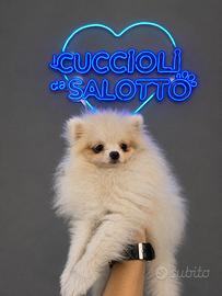 Spitz di Pomerania toy maschio