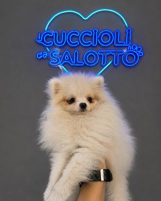 Spitz di Pomerania toy maschio
