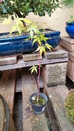 bonsai e piante mix
