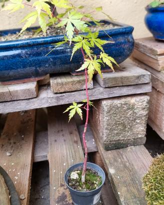 bonsai e piante mix