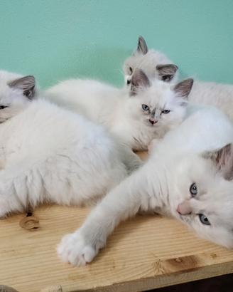 Cucciola ragdoll