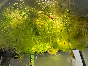 Neocaridine mix red yellow orange