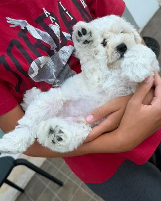 Cuccioli di Maltipoo
