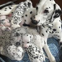 Cuccioli dalmata con pedigree