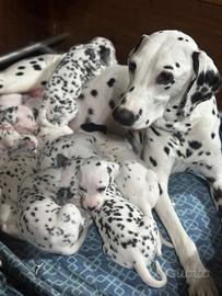 Cuccioli dalmata con pedigree