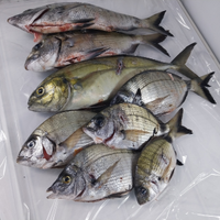 Pesce pescatoo localee