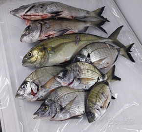 Pesce pescatoo localee