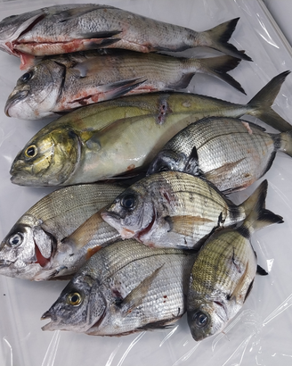 Pesce pescatoo localee