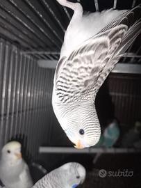 uccelli 