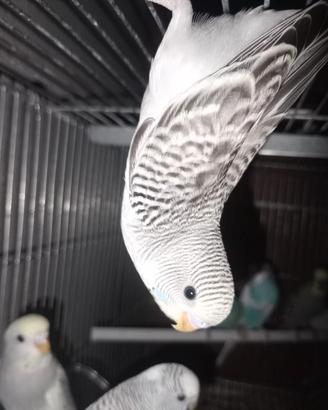 uccelli 