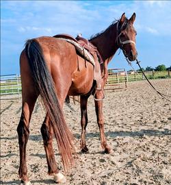 Cavallo Arabo