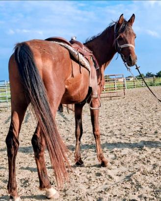 Cavallo Arabo