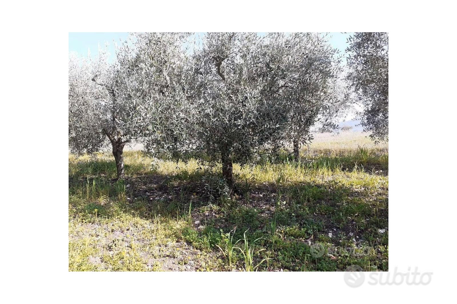 Vendita Terreno con olive prefabbricabile - Vista 4