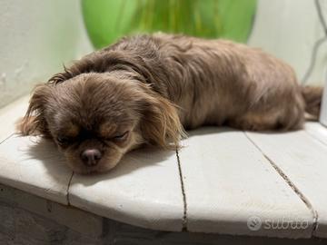 Chihuahua lilac pelo lungo 5 anni