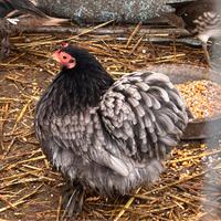 Gallina concicina nana 2025