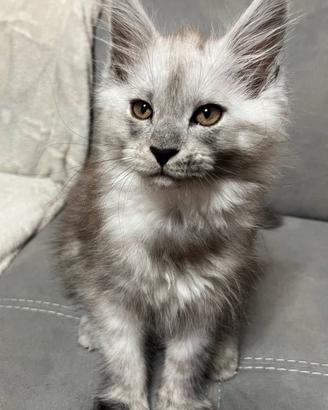 Cucciola Maine Coon con Pedigree
