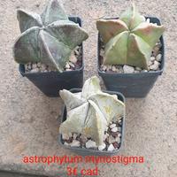 Astrophytum myriostigma 