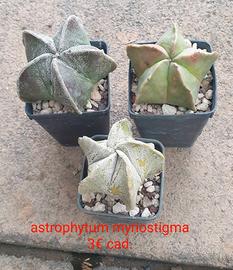 Astrophytum myriostigma 